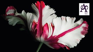 The Arts Society: Tulipomania: the bulb speculation bubble in 17th century Holland