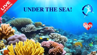 WH Primary School Dance Festival 2026