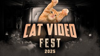 Cat Video Fest 2025